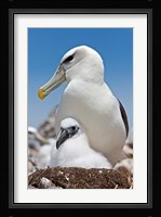 Australia, Tasmania, Bass Strait Shy albatross with chick Fine Art Print