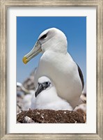 Australia, Tasmania, Bass Strait Shy albatross with chick Fine Art Print