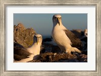 Australia, Tasmania, Bass Strait Albatross pair Fine Art Print