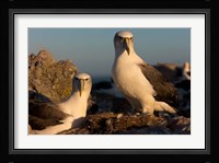 Australia, Tasmania, Bass Strait Albatross pair Fine Art Print
