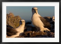 Australia, Tasmania, Bass Strait Albatross pair Fine Art Print