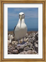 Australia, Tasmania, Bass Strait Shy albatross Fine Art Print