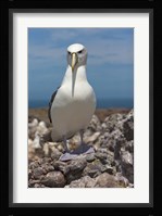 Australia, Tasmania, Bass Strait Shy albatross Fine Art Print