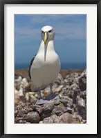 Australia, Tasmania, Bass Strait Shy albatross Fine Art Print
