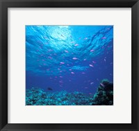Australia, Great Barrier Reef Purple Anthias fish Fine Art Print
