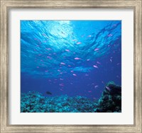 Australia, Great Barrier Reef Purple Anthias fish Fine Art Print