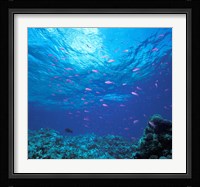 Australia, Great Barrier Reef Purple Anthias fish Framed Print