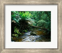 Nelson Creek, Franklin Gordon Wild Rivers National Park, Tasmania, Australia Fine Art Print