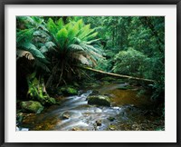 Nelson Creek, Franklin Gordon Wild Rivers National Park, Tasmania, Australia Fine Art Print