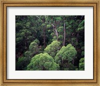 Eucalyptus Forest, Walpole-Nornalup NP, Western Australia, Australia Fine Art Print