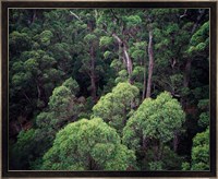 Eucalyptus Forest, Walpole-Nornalup NP, Western Australia, Australia Fine Art Print