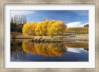 Autumn Vineyard, Bannockburn Inlet, Lake Dunstan, Central Otago, South Island, New Zealand Fine Art Print