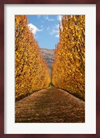 Autumn, Orchard, Roxburgh, South Island, New Zealand Fine Art Print