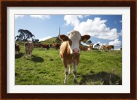 Cows And Obelisk, One Tree Hill Domain, Auckland, North Island, New Zealand Fine Art Print