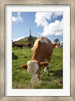 Cows, Farm animal, Auckland, North Island, New Zealand Fine Art Print