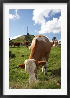 Cows, Farm animal, Auckland, North Island, New Zealand Fine Art Print