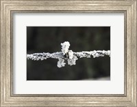 Frosty Barbed Wire, Otago, South Island, New Zealand Fine Art Print