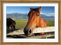 Horse, Kaikoura, Marlborough, South Island, New Zealand Fine Art Print