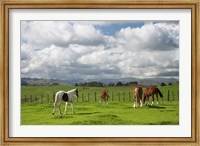 Horses, Farmland, Te Kauwhata, North Island, New Zealand Fine Art Print