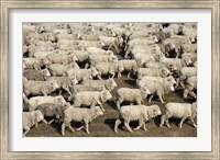 Mustering Sheep, Farm Animals, South Island, New Zealand Fine Art Print