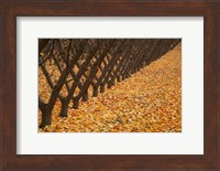 Orchard, Cromwell, Central Otago, South Island, New Zealand Fine Art Print