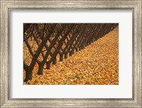 Orchard, Cromwell, Central Otago, South Island, New Zealand Fine Art Print