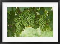 Pinot Noir Grapes, Domain Road Vineyard, Bannockburn, Central Otago, South Island, New Zealand Fine Art Print