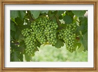 Pinot Noir Grapes, Domain Road Vineyard, Bannockburn, Central Otago, South Island, New Zealand Fine Art Print