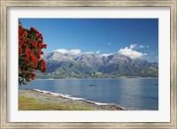 Pohutukawa Tree, Marlborough, South Island, New Zealand Fine Art Print