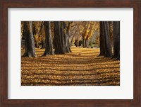 Poplar Trees in Autumn, Lake Wanaka, Otago, South Island, New Zealand Fine Art Print