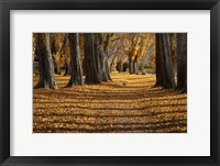 Poplar Trees in Autumn, Lake Wanaka, Otago, South Island, New Zealand Fine Art Print
