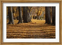 Poplar Trees in Autumn, Lake Wanaka, Otago, South Island, New Zealand Fine Art Print