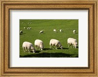 Sheep, One Tree Hill Domain, Auckland, North Island, New Zealand Fine Art Print