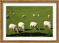 Sheep, One Tree Hill Domain, Auckland, North Island, New Zealand Fine Art Print