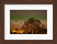 Star Trails Over Walnut Tree, Domain Road Vineyard, Central Otago, South Island, New Zealand Fine Art Print