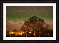 Star Trails Over Walnut Tree, Domain Road Vineyard, Central Otago, South Island, New Zealand Fine Art Print