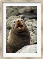 Fur Seal, Kaikoura Coast, South Island, New Zealand Fine Art Print