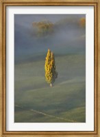 Poplar Tree, Countryside, North Island New Zealand Fine Art Print