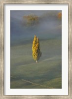 Poplar Tree, Countryside, North Island New Zealand Fine Art Print