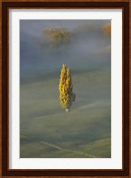 Poplar Tree, Countryside, North Island New Zealand Fine Art Print