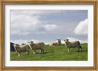 Sheep And Farmland, Rangitikei District, Central North Island, New Zealand Fine Art Print