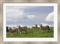 Sheep And Farmland, Rangitikei District, Central North Island, New Zealand Fine Art Print