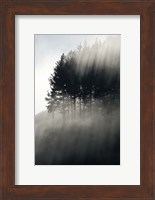 Early Morning Mist and Trees, State Highway 4 near Wanganui, North Island, New Zealand Fine Art Print