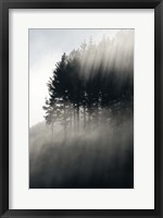 Early Morning Mist and Trees, State Highway 4 near Wanganui, North Island, New Zealand Fine Art Print