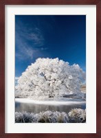 Hoar Frost on Willow Tree, near Omakau, Central Otago, South Island, New Zealand Fine Art Print