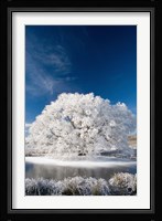 Hoar Frost on Willow Tree, near Omakau, Central Otago, South Island, New Zealand Fine Art Print