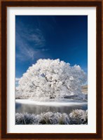 Hoar Frost on Willow Tree, near Omakau, Central Otago, South Island, New Zealand Fine Art Print