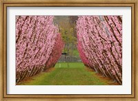 Orchard in Spring, Cromwell, Central Otago, South Island, New Zealand Fine Art Print