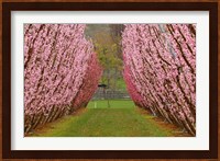 Orchard in Spring, Cromwell, Central Otago, South Island, New Zealand Fine Art Print