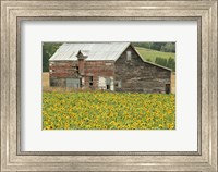 Sunflowers and Old Barn, near Oamaru, North Otago, South Island, New Zealand Fine Art Print